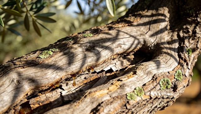 Sunlit olive tree trunk showing cracked bark, dripping amber sap and green lichen macro