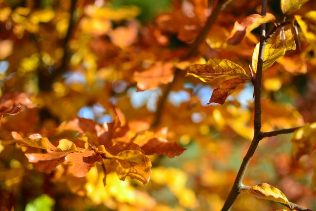 Close-Up of Autumn Leaves on a Sunny Day - Download Free Stock Photos Pikwizard.com