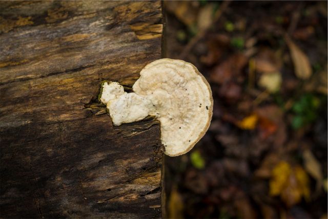 Wild Mushroom Growing on Tree Trunk in Autumn Forest - Download Free Stock Photos Pikwizard.com