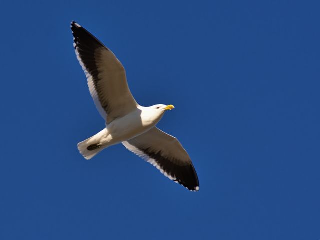 An image of a seagull soaring in mid-air against a backdrop of a clear blue sky. Great for projects related to nature, wildlife, freedom, and flight. Suitable for use in travel blogs, educational materials, and nature documentaries.