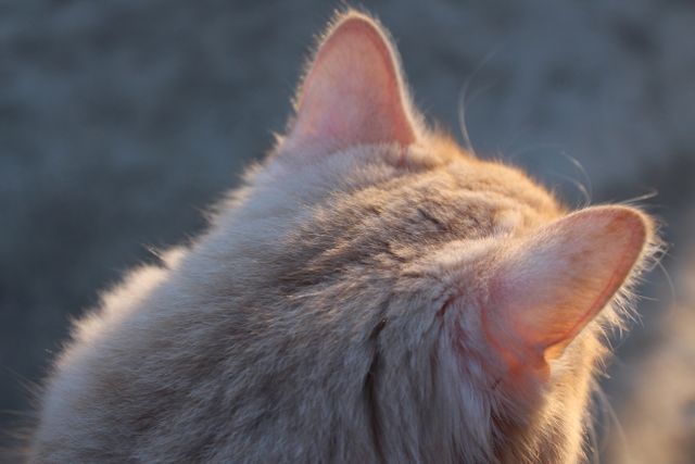 Close-up captures back of cat's head with ears in soft, warm light. Ideal for themes related to pets, relaxation, and nature. Perfect for blogs, articles, or social media posts about cats, pet care, or serenity.