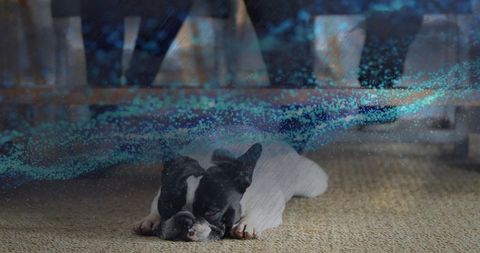 Lying french bulldog resting head down under sofa on woven rug with blue-green light veil