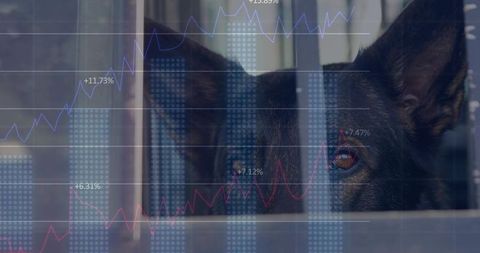 Watching Dog with Financial Graphics and Security Concept