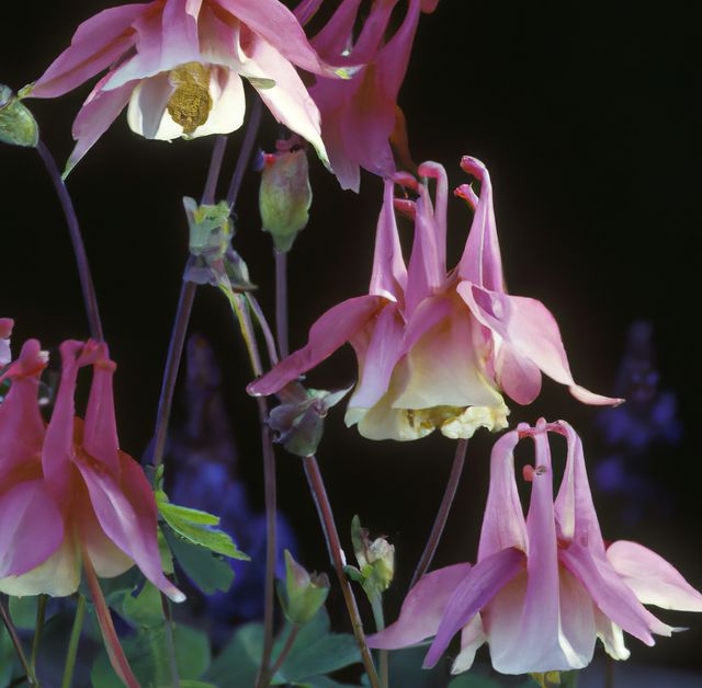 Close up of columbine flowers over black background created using generative ai technology. Nature and harmony concept, digitally generated image.