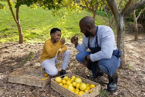 African american father and son fist-bumping picking lemons in sunlit orchard