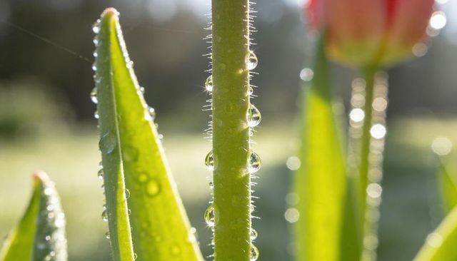 Morning dew beads clinging to hairy green stem with backlit bokeh and tulip