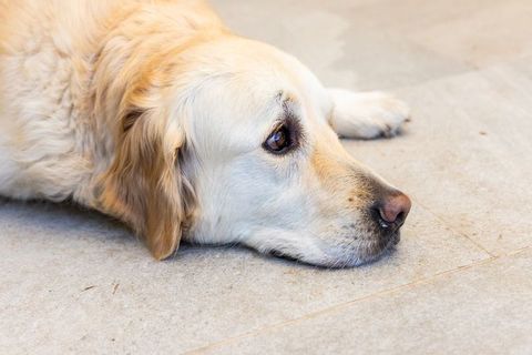 Golden retriever lying on light tile floor closeup looking thoughtful for pet lifestyle