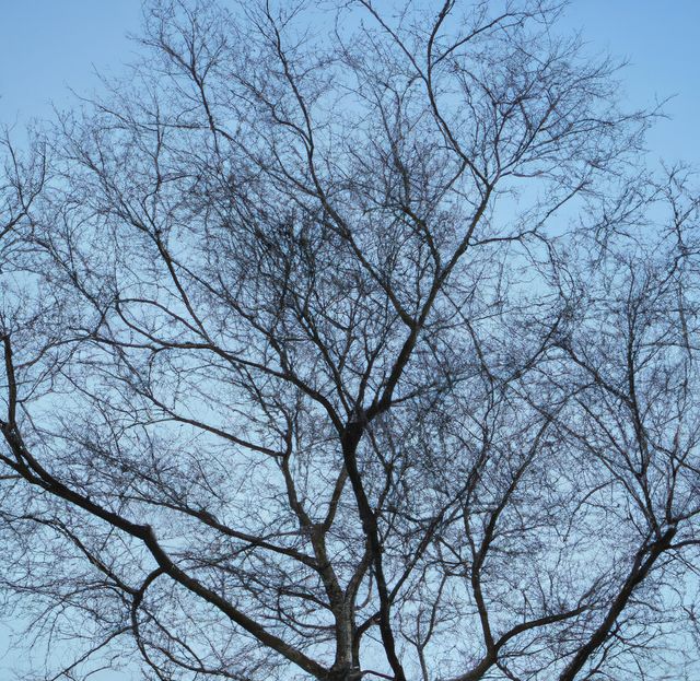 Image of tree branches without leaves against blue sky background. Tree, winter, season and nature concept.