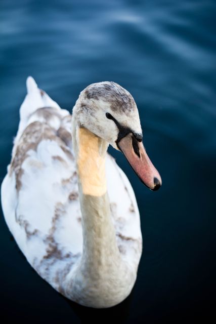 This image shows a graceful swan gliding on calm water with detailed feather textures. Ideal for use in nature websites, wildlife photography collections, environmental awareness campaigns, and more.