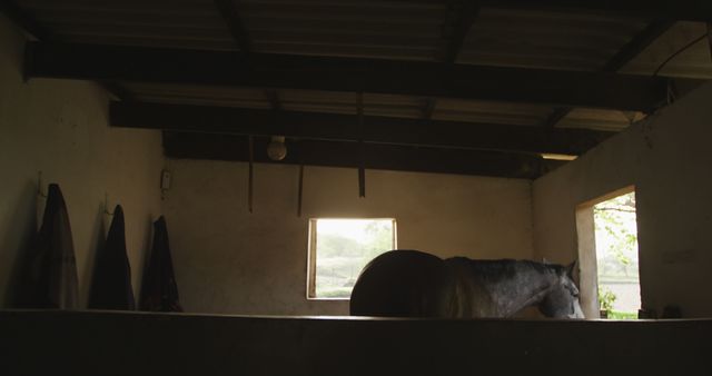 Horse Standing in Dimly Lit Barn Stall Near Window - Download Free Stock Images Pikwizard.com