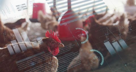 Digital Analytics on Modern Poultry Farm - Download Free Stock Images Pikwizard.com