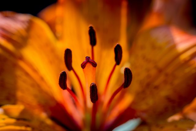 Captivating close-up reveals vibrant details of an orange lily, perfect for floral-related projects, nature photography showcases, and botanical studies.