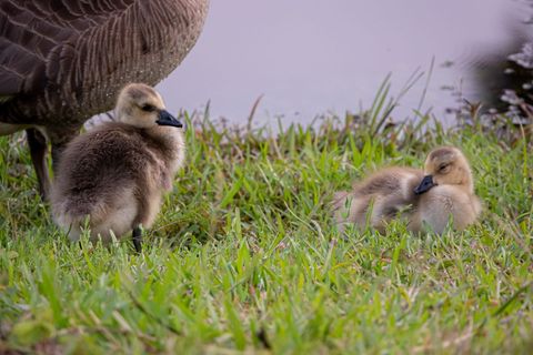 Adorable Goslings Resting on Green Grass Near Pond