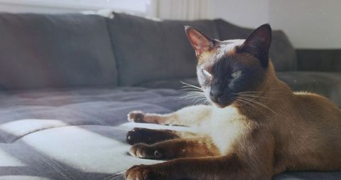 Siamese Cat Lounging in Sunlight on Comfortable Sofa