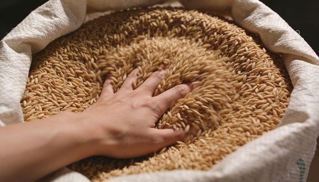 Hand pressing and stirring golden paddy rice in large woven sack at market