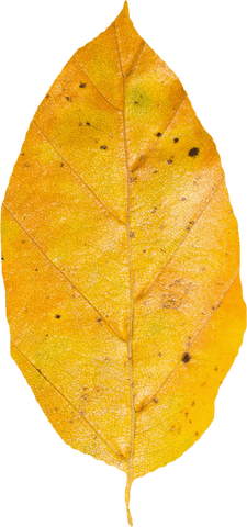 transparent dry yellow leaf showcasing autumn's beauty - Download Free Stock Videos Pikwizard.com