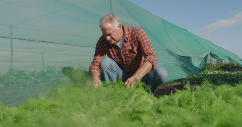 Elderly Farmer Caring for Greenhouse Plants in Natural Light