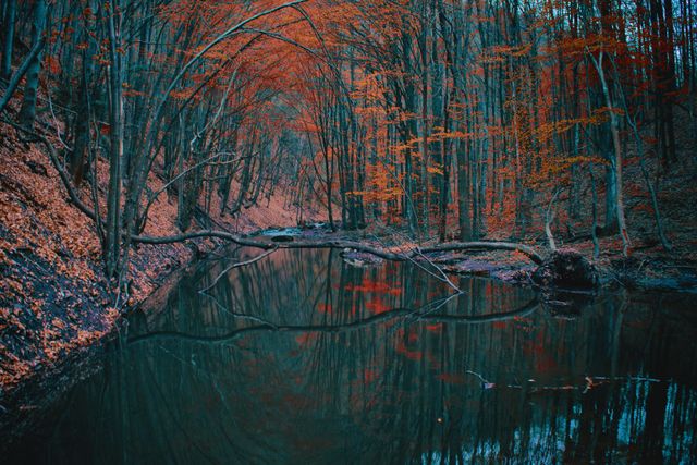 River Between Orange Leaved Trees - Download Free Stock Photos Pikwizard.com