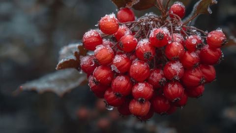 Frosted red berry cluster with melting ice crystals on winter branch, macro closeup