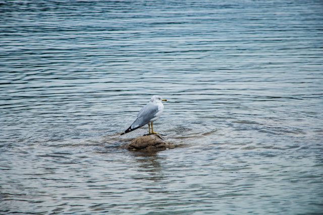 A solitary seagull is standing on a rock in the middle of calm, tranquil waters. This can be used for themes highlighting nature's beauty, serenity, solitude, and wildlife. Ideal for use in environmental campaigns, travel brochures, nature documentaries, and relaxation-focused content.