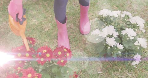 Gardener watering colorful flowers in sunny garden