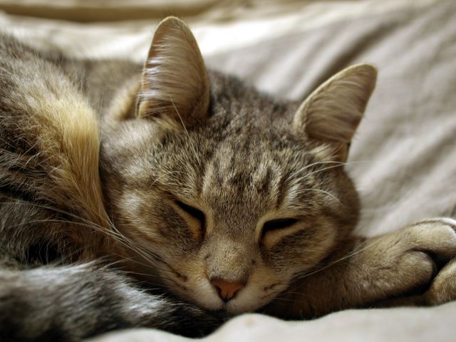 Relaxed Cat Sleeping Peacefully on Bed - Download Free Stock Photos Pikwizard.com