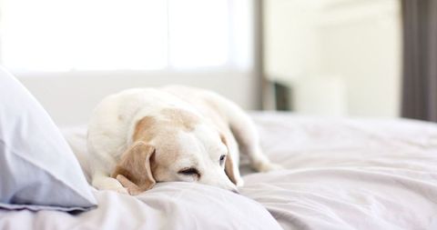 Senior dog relaxing on bed with soft natural light