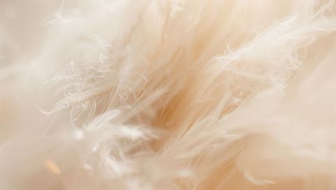 Macro cream feather revealing delicate downy filaments translucent texture soft closeup