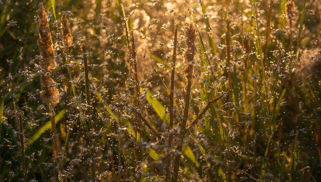 Glittering swarm of tiny winged insects swarming through backlit meadow grass golden hour