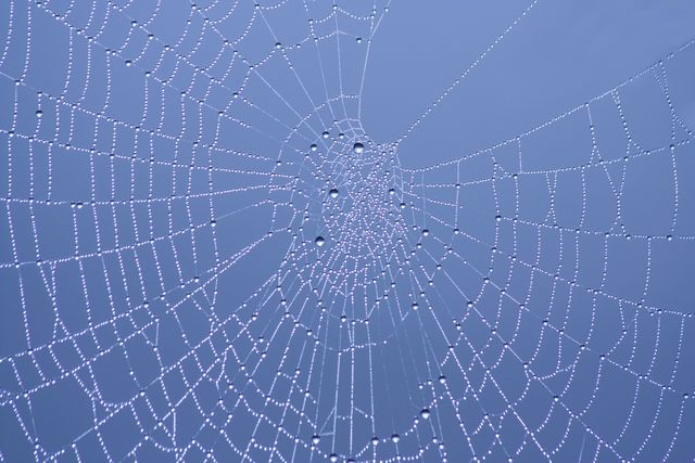 Close-up view of a spider web adorned with small dew drops illuminated by morning light. Suitable for nature photography, environmental campaigns, wallpapers, and educational materials related to biology and arachnids.