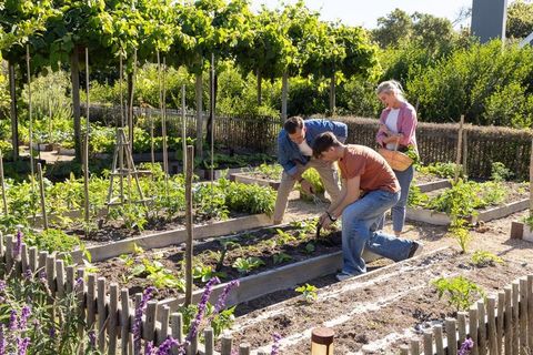 Friends tending raised-bed community vegetable garden vine trellis, teamwork outdoors