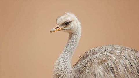 Close-up of ostrich on neutral beige background
