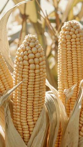 Vertical video zooming in on golden corn ears with rustling husks during harvest
