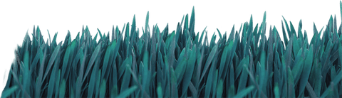 Vibrant Green Grass Blades on Transparent Background - Download Free Stock Videos Pikwizard.com