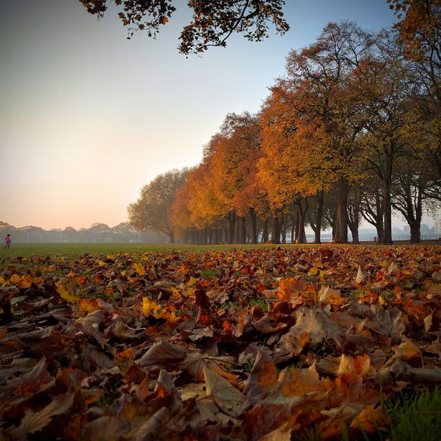 Bright autumn leaves covering the ground under a row of colorful trees in a scenic park during golden hour. Ideal for themes of fall season, natural beauty, outdoors, changing seasons, serene landscapes, and nature walks.