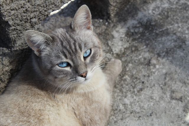 Close-up of a Siamese cat with striking blue eyes resting on rough concrete. Useful for pet-related content, cat care websites, pet adoption promotions, or decorating articles featuring beautiful animals.