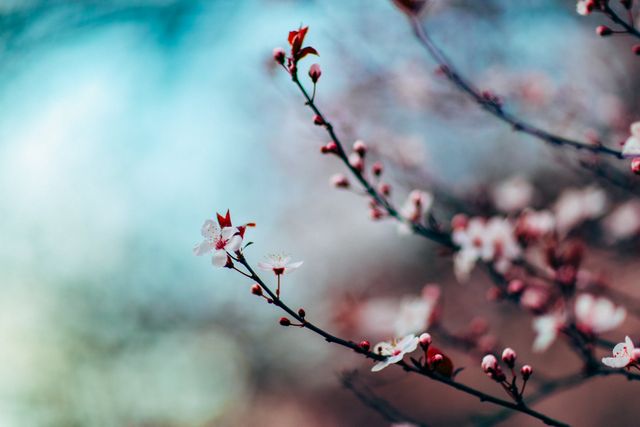 Branch with blooming cherry blossoms displaying delicate pink petals and buds set against a colorful blurred background. Perfect for portraying themes of spring, renewal, and tranquility, ideal for nature blogs, seasonal greetings, and relaxation content.