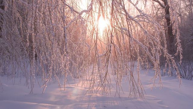 Sunrise glow through frosted birch branches draping over snowy forest with long shadows