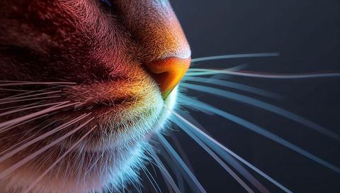 Macro Cat Muzzle under Orange-Cyan Light Showing Nose, Whiskers and Fur Texture