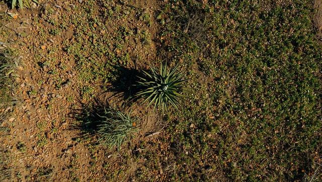 Overhead desert succulents casting long shadows on dry soil with scattered green cover