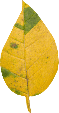 transparent close-up of dry yellow autumn leaf - Download Free Stock Videos Pikwizard.com