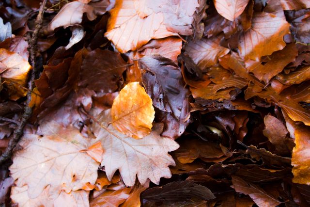 Close-up of vibrant autumn leaves scattered on the ground. Suitable for use in design projects related to fall, nature, and seasonal changes. Ideal for backgrounds, wall art, and environmental themes.