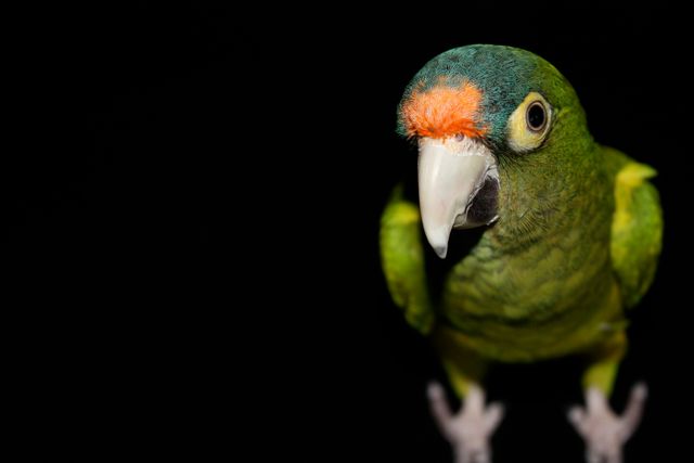 Green and orange parrot against black background showing detailed plumage. Ideal for use in educational content on exotic pets, marketing materials for pet products, nature documentaries, or decorative prints.