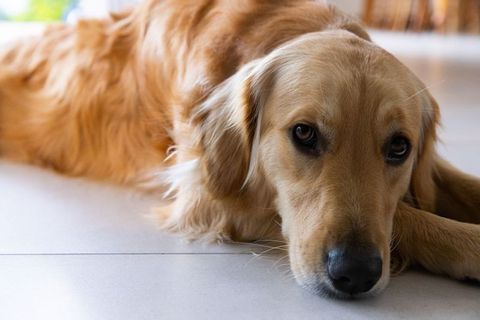 Golden Retriever resting on pale tile floor looking up with soulful gaze in natural light