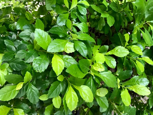 Close-Up of Lush Green Foliage Outdoors - Download Free Stock Photos Pikwizard.com