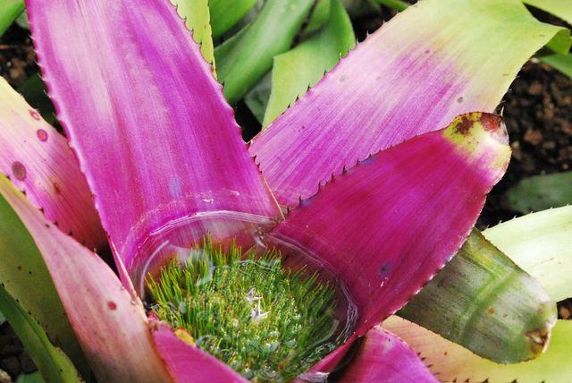 Close-up of a vibrant bromeliad plant displaying pink and green leaves and water pooled in its center. Useful for projects related to gardening, botany, tropical plants, bright nature scenes, and environmental studies.