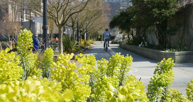 Cycling on Pathway Surrounded by Yellow Blooms in Urban Park - Download Free Stock Images Pikwizard.com