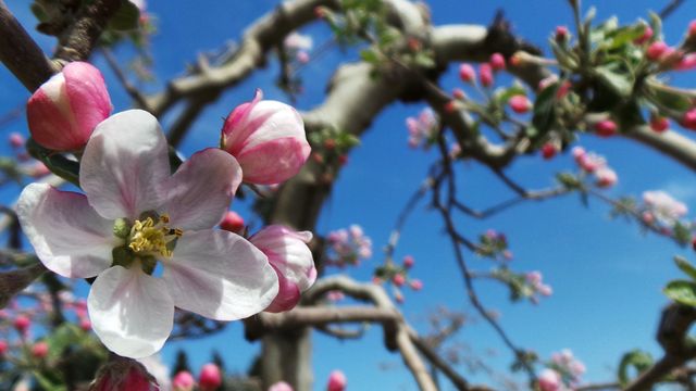 Close-Up of Blooming Cherry Blossom Against Clear Blue Sky - Download Free Stock Photos Pikwizard.com