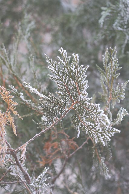 Detailed close-up of an evergreen branch coated in frost during winter. Perfect for use in seasonal promotions, nature blogs, winter holidays, and as a wintry backdrop in designs.