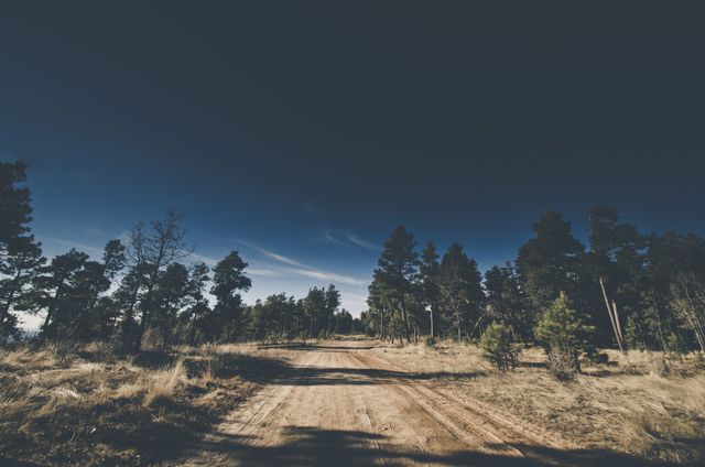 This image captures a scenic dirt road winding through a dense pine forest under a clear blue sky. Ideal for nature, travel, and adventure related content, this visual can be used effectively in blogs, websites, and travel brochures aiming to portray tranquility and the beauty of the countryside.